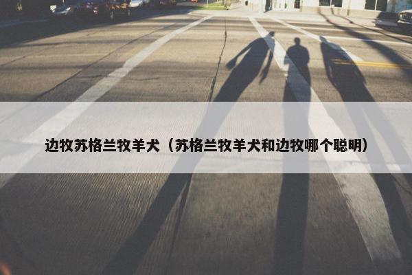 边牧苏格兰牧羊犬(苏格兰牧羊犬和边牧哪个聪明)