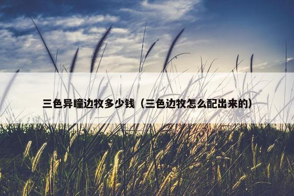 三色异瞳边牧多少钱（三色边牧怎么配出来的）