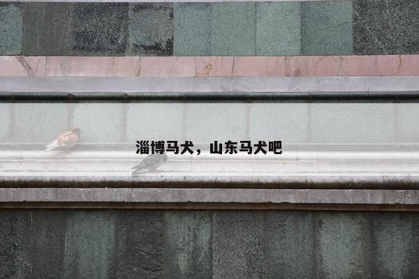 淄博马犬，山东马犬吧