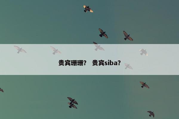 贵宾珊珊？ 贵宾siba？