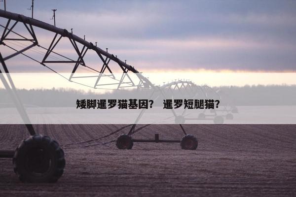 矮脚暹罗猫基因？ 暹罗短腿猫？