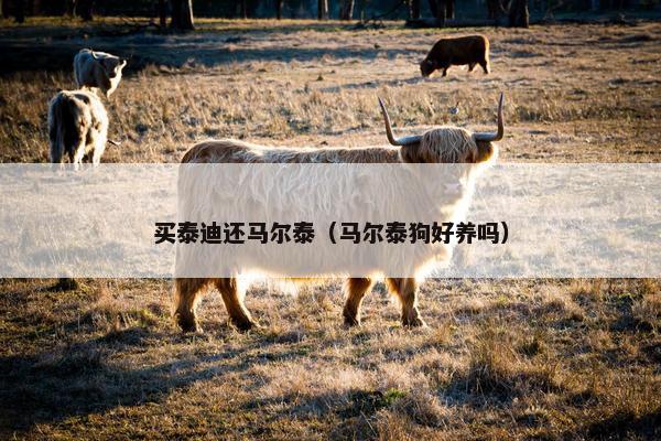 买泰迪还马尔泰（马尔泰狗好养吗）