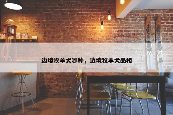 边境牧羊犬哪种,边境牧羊犬品相