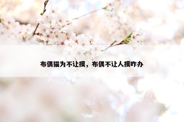 布偶猫为不让摸,布偶不让人摸咋办
