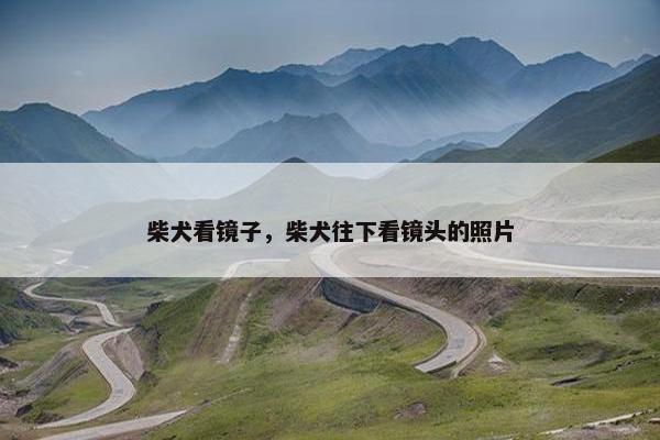 柴犬看镜子,柴犬往下看镜头的照片