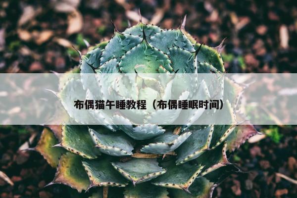 布偶猫午睡教程(布偶睡眠时间)