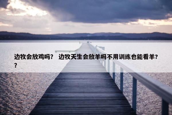 边牧会放鸡吗？ 边牧天生会放羊吗不用训练也能看羊?？