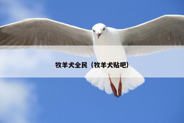 牧羊犬全民（牧羊犬贴吧）