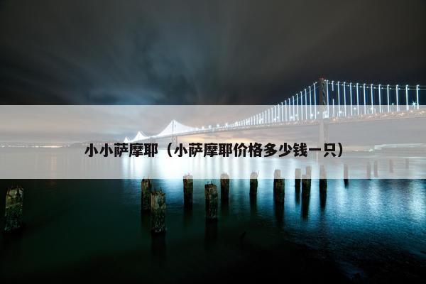 小小萨摩耶（小萨摩耶价格多少钱一只）