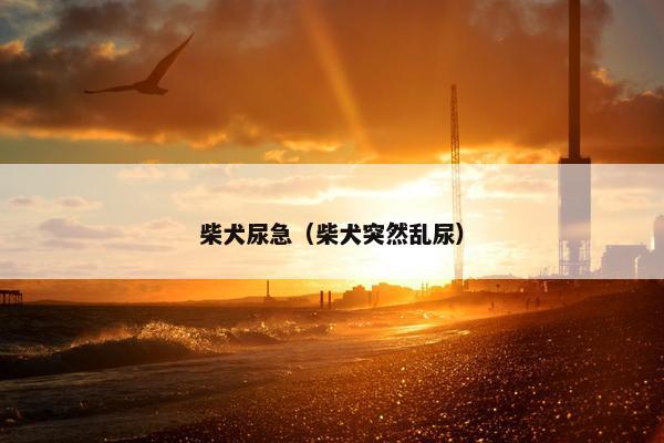 柴犬尿急（柴犬突然乱尿）