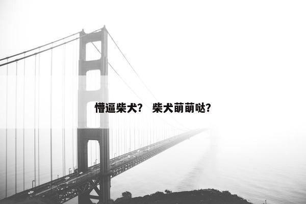 懵逼柴犬？ 柴犬萌萌哒？