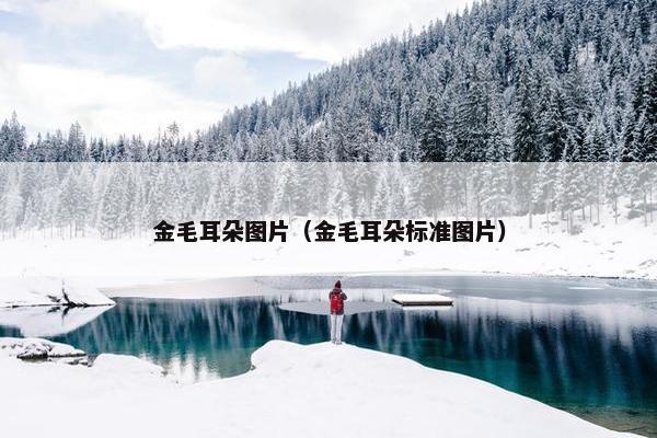 金毛耳朵图片（金毛耳朵标准图片）
