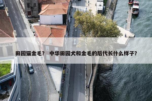 田园猫金毛？ 中华田园犬和金毛的后代长什么样子？