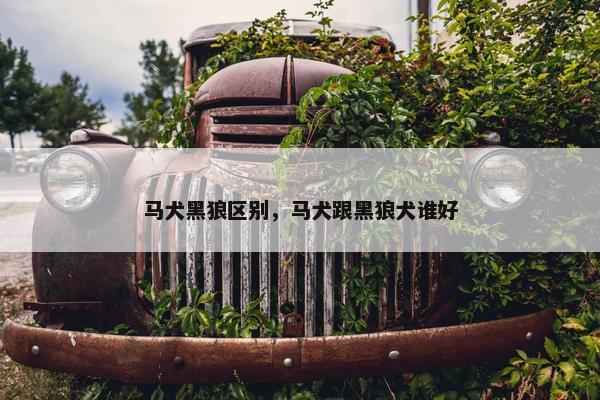 马犬黑狼区别，马犬跟黑狼犬谁好