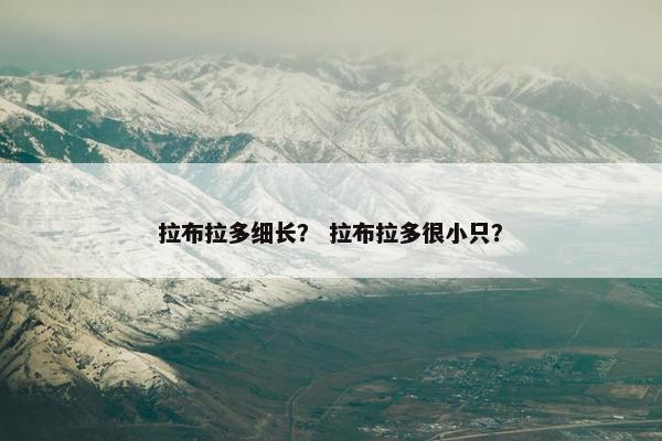 拉布拉多细长？ 拉布拉多很小只？