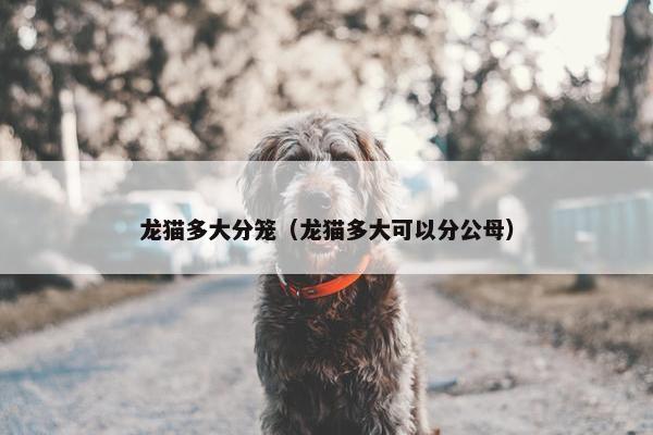 龙猫多大分笼（龙猫多大可以分公母）