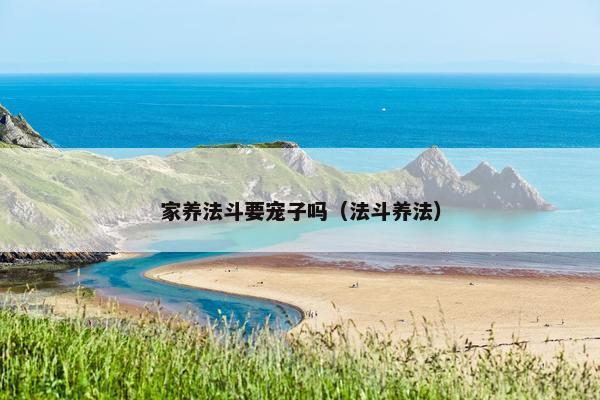 家养法斗要宠子吗（法斗养法）