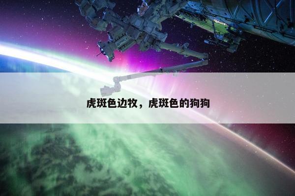 虎斑色边牧，虎斑色的狗狗
