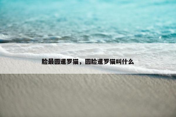 脸最圆暹罗猫，圆脸暹罗猫叫什么