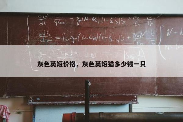 灰色英短价格，灰色英短猫多少钱一只