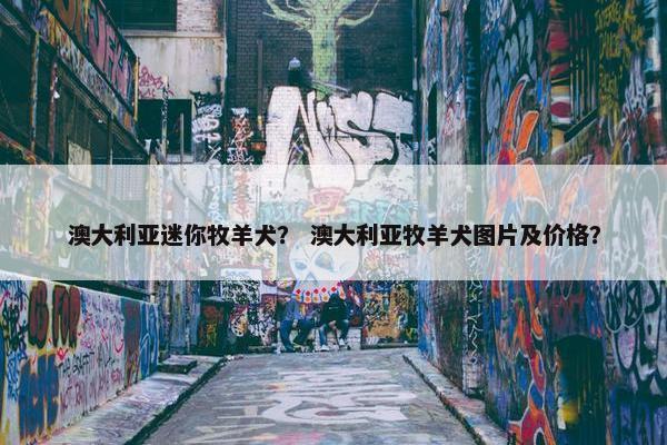 澳大利亚迷你牧羊犬？ 澳大利亚牧羊犬图片及价格？