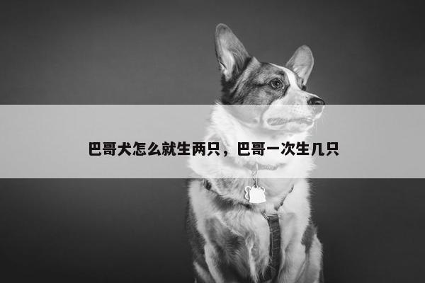 巴哥犬怎么就生两只，巴哥一次生几只