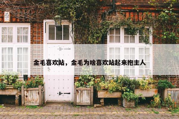 金毛喜欢站,金毛为啥喜欢站起来抱主人