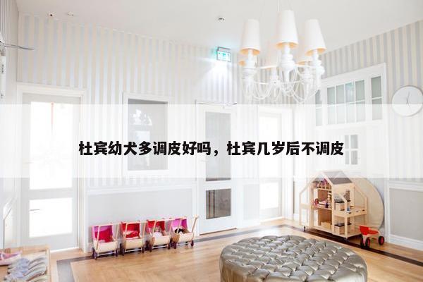 杜宾幼犬多调皮好吗，杜宾几岁后不调皮