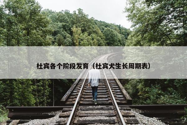 杜宾各个阶段发育（杜宾犬生长周期表）