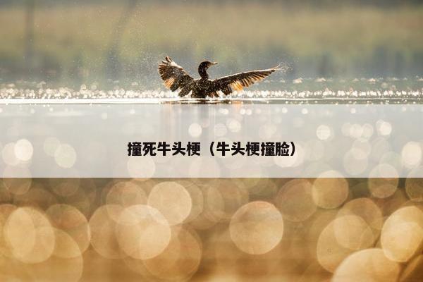 撞死牛头梗（牛头梗撞脸）