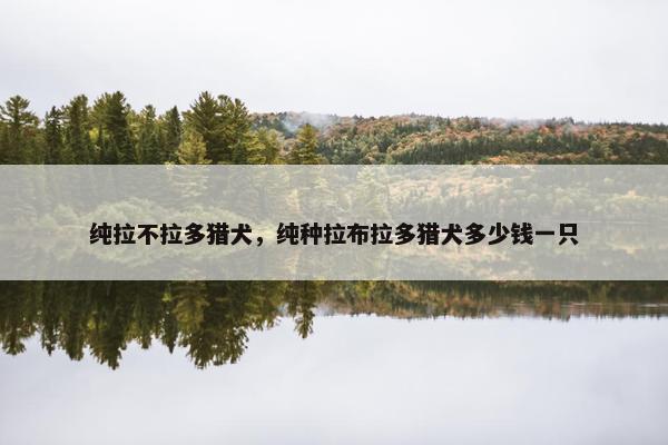 纯拉不拉多猎犬，纯种拉布拉多猎犬多少钱一只