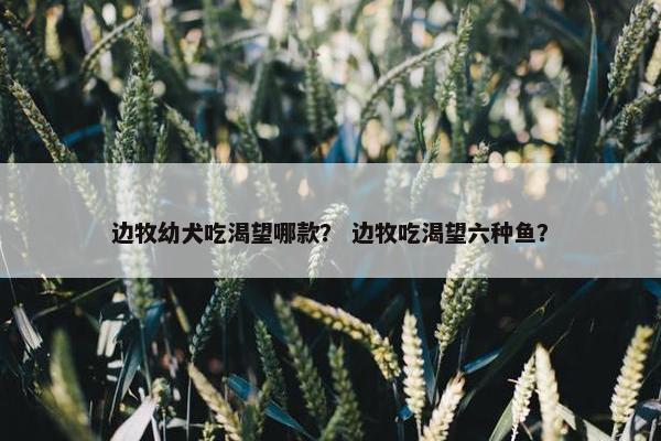 边牧幼犬吃渴望哪款? 边牧吃渴望六种鱼?