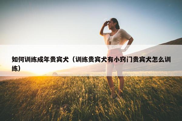 如何训练成年贵宾犬（训练贵宾犬有小窍门贵宾犬怎么训练）