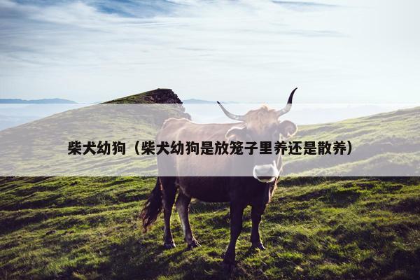 柴犬幼狗(柴犬幼狗是放笼子里养还是散养)