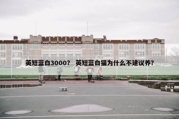英短蓝白3000？ 英短蓝白猫为什么不建议养？