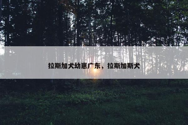 拉斯加犬幼崽广东，拉斯加斯犬