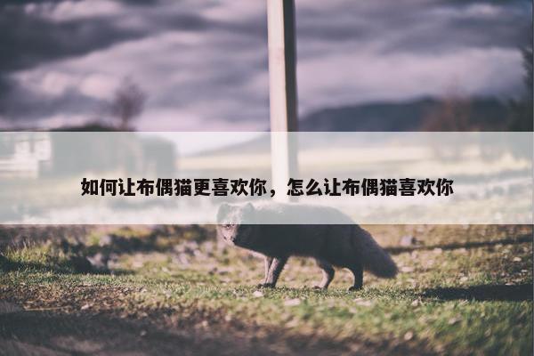 如何让布偶猫更喜欢你，怎么让布偶猫喜欢你