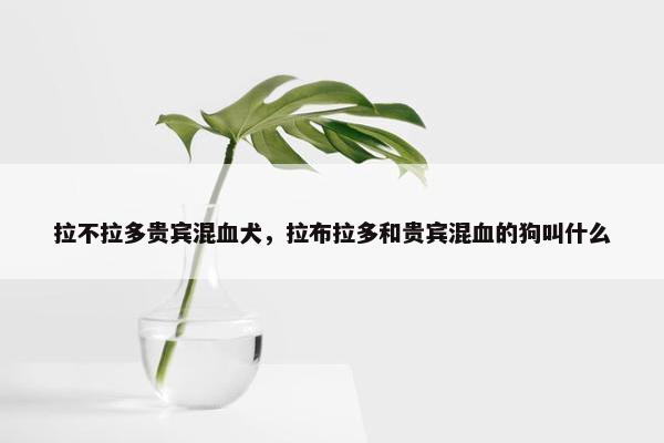 拉不拉多贵宾混血犬，拉布拉多和贵宾混血的狗叫什么