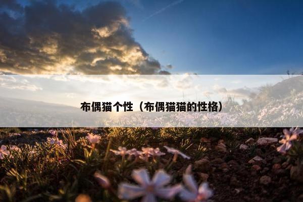 布偶猫个性（布偶猫猫的性格）
