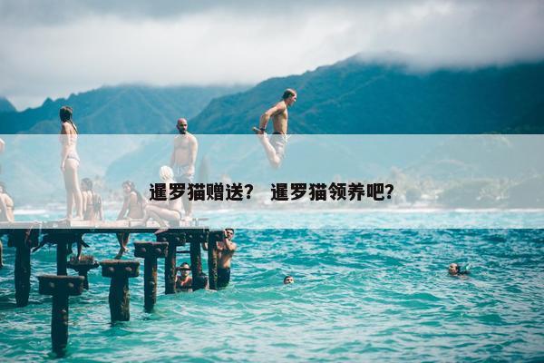 暹罗猫赠送？ 暹罗猫领养吧？