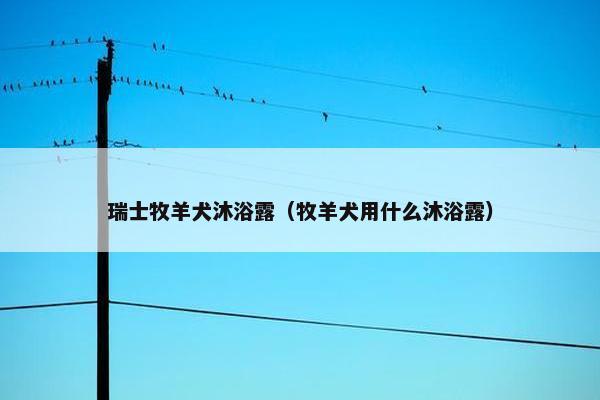 瑞士牧羊犬沐浴露（牧羊犬用什么沐浴露）