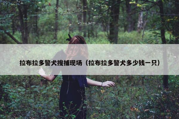 拉布拉多警犬搜捕现场(拉布拉多警犬多少钱一只)