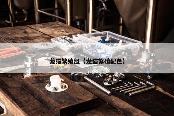 龙猫繁殖组（龙猫繁殖配色）