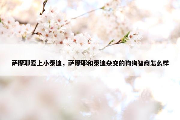 萨摩耶爱上小泰迪，萨摩耶和泰迪杂交的狗狗智商怎么样