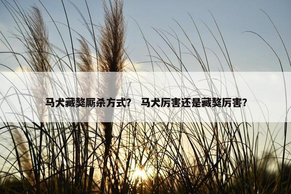 马犬藏獒厮杀方式? 马犬厉害还是藏獒厉害?