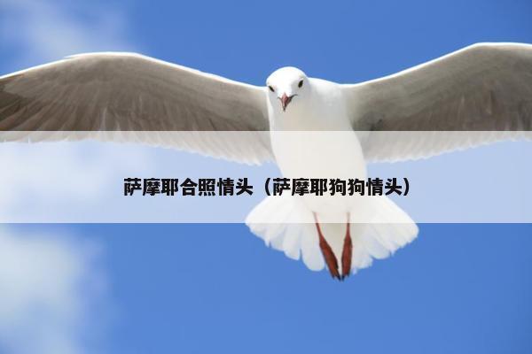 萨摩耶合照情头（萨摩耶狗狗情头）