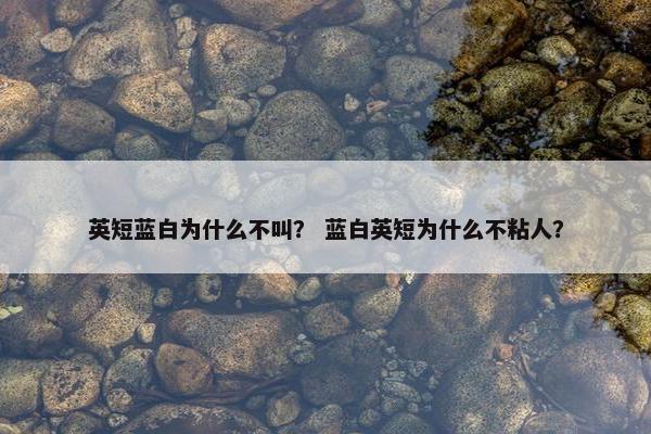 英短蓝白为什么不叫？ 蓝白英短为什么不粘人？