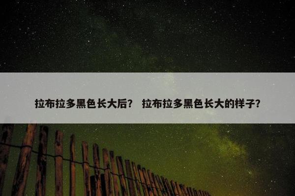 拉布拉多黑色长大后? 拉布拉多黑色长大的样子?