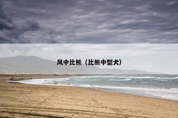 风中比熊(比熊中型犬)