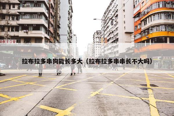 拉布拉多串狗能长多大(拉布拉多串串长不大吗)